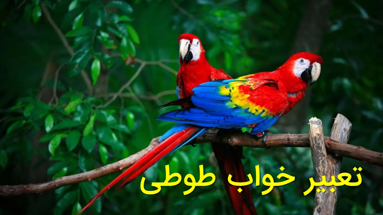 تعبیر خواب طوطی