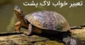 تعبیر خواب لاک پشت | بزرگ، کوچک، سفید، بدون لاک، بچه ها، زاییدن، مرده و در خانه برای دختران مجرد و زنان متاهل