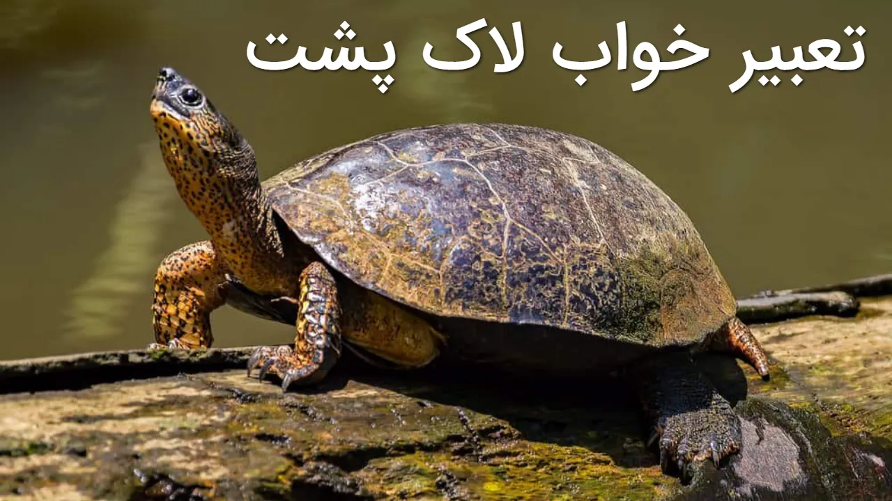 تعبیر خواب لاک پشت