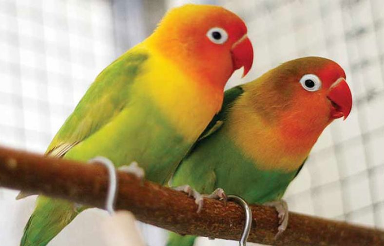 تعبیر خواب طوطی برای زن متاهل