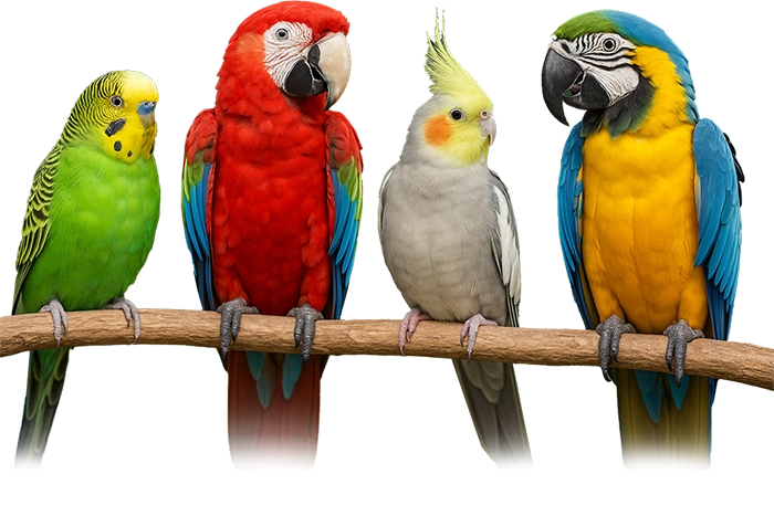 تعبیر خواب طوطی سبز و سفید برای دختر مجرد