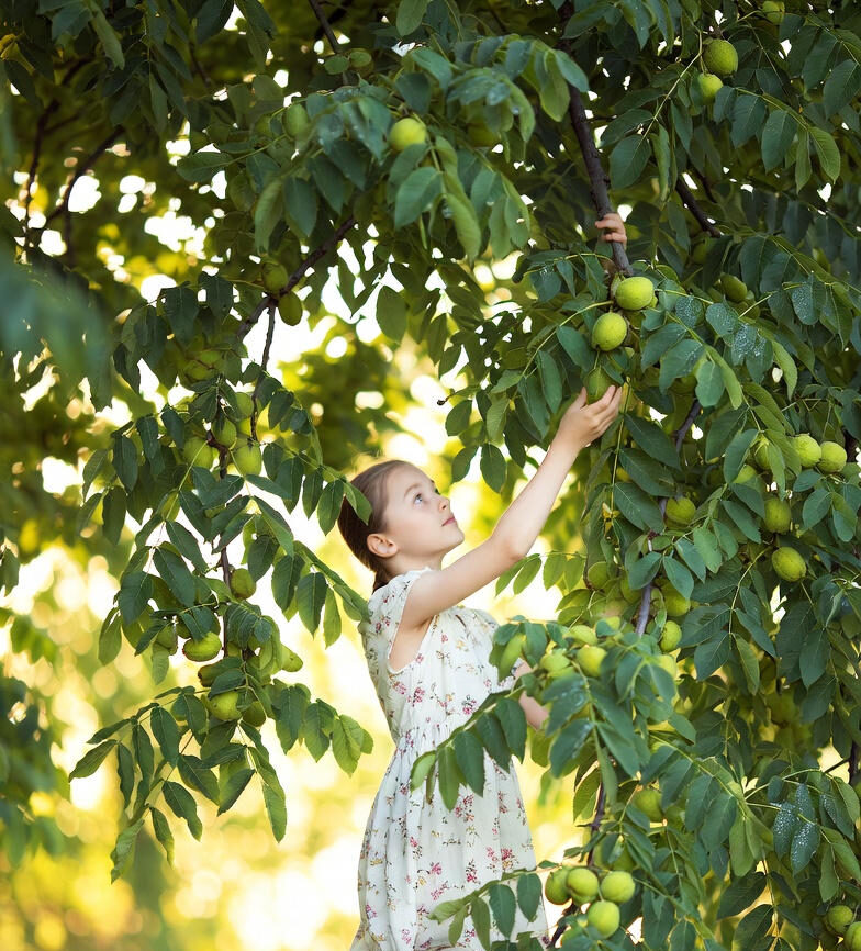 تعبیر خواب چیدن گردو سبز از درخت برای دختر مجرد