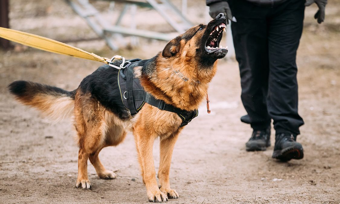 تعبیر خواب گاز گرفتن سگ