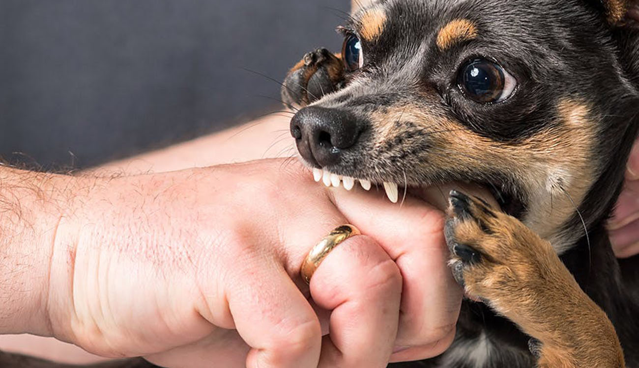 تعبیر خواب گاز گرفتن سگ