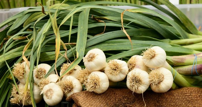 تعبیر خواب سیر بوته ای