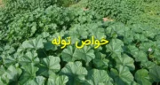خواص گیاه توله | درمان کیست تخمدان، کبد چرب، لاغری، پوست و رحم + عوارض و نکات مهم