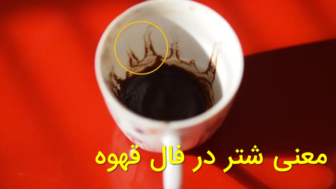 معنی شتر در فال قهوه