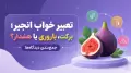 تعبیر خواب انجیر؛ برکت، باروری یا هشدار؟ جمع‌بندی دیدگاه‌ها