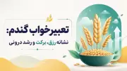 تعبیر خواب گندم: نشانه رزق، برکت و رشد درونی