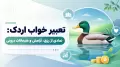 تعبیر خواب اردک: نمادی از رزق، آرامش و هیجانات درونی