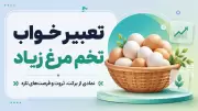 تعبیر خواب تخم مرغ زیاد | نمادی از برکت، ثروت و فرصت‌های تازه