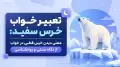 تعبیر خواب خرس سفید: معنی دیدن خرس قطبی در خواب از نگاه سنتی و روانشناسی