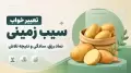 تعبیر خواب سیب زمینی؛ نماد رزق، سادگی و نتیجه تلاش
