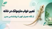 تعبیر خواب مارمولک در خانه | از نگاه معبران کهن تا روانشناسی مدرن