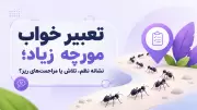 تعبیر خواب مورچه زیاد؛ نشانه نظم، تلاش یا مزاحمت‌های ریز؟