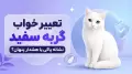 تعبیر خواب گربه سفید؛ نشانه پاکی یا هشدار پنهان؟