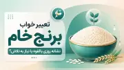 تعبیر خواب برنج خام؛ نشانه روزی بالقوه یا نیاز به تلاش؟