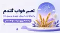 تعبیر خواب گندم و ارتباط آن با رویای حضرت یوسف (ع) | نشانه رزق، برکت و هشدار