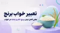 تعبیر خواب برنج | معنی کامل دیدن برنج خام و پخته در خواب
