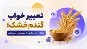 تعبیر خواب گندم خشک؛ نشانه رزق، برکت و آزمون‌های معیشتی