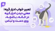 تعبیر خواب ادرار گربه؛ معنی دیدن ادرار گربه در خانه، باغچه، روی دست و لباس