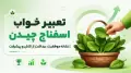 تعبیر خواب اسفناج چیدن | نشانه موفقیت، برداشت از تلاش و پیشرفت
